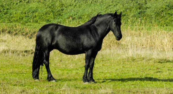  caballo1 